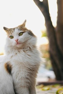 阳光下的可爱猫咪