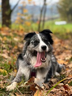 秋日草地边吐舌的牧羊犬