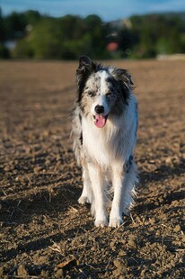 田野中的可爱边牧犬