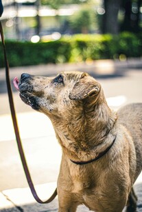 拴绳的棕色狗狗仰头张望