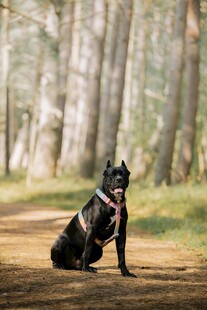 林间独坐的帅气狗狗