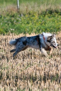 田野中飞跃的帅气狗狗