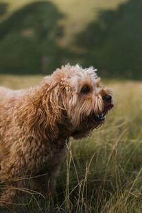 草地上的卷毛狗狗