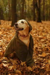 秋日落叶中穿衣服的狗狗