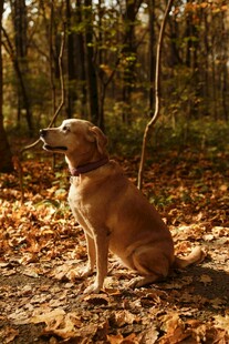 秋日林间的独坐狗狗