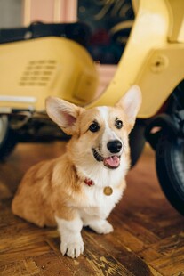 可爱柯基与复古小黄车