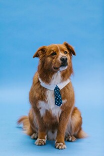 系领结的可爱狗狗