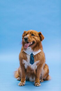 系领结的可爱小狗