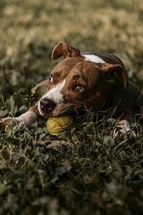 趴在草地叼球的可爱小狗
