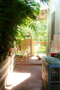 阳光洒落的绿植庭院角落