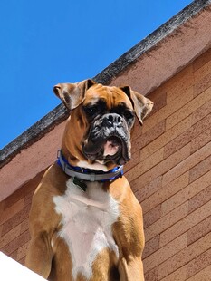 帅气拳师犬户外仰头眺望