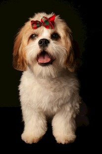 戴蝴蝶结的可爱小狗