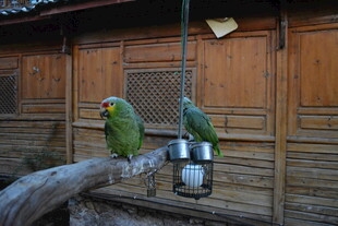 木杆上的两只绿鹦鹉