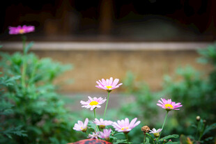 庭院中绽放的美丽小雏菊