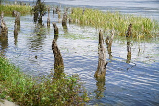 水中枯木与岸边绿植景观