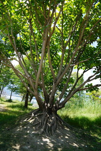 繁茂大树下的静谧景致