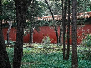 红墙绿树间的静谧景致