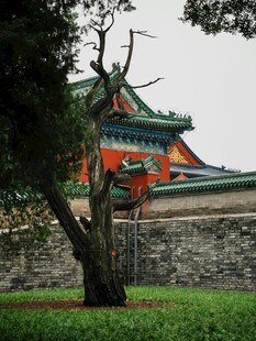 中式古建筑旁的葱郁树木