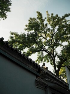 中式屋檐旁的葱郁绿树