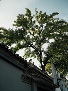 屋顶旁的葱郁绿树