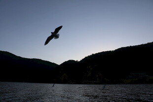 飞鸟掠湖 暮色山景