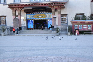 古建前广场上的鸽子景象