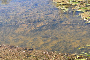 清澈浅水处的水底景象