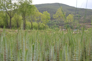 田野中的绿植与远处山峦