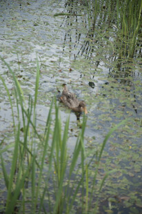 水中小鸟于绿植间觅食