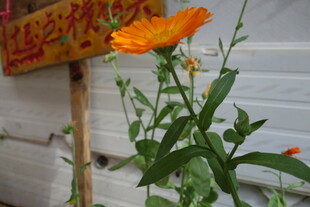 墙边绽放的橙色花朵