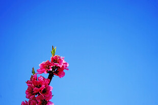 蓝天映衬下的艳丽桃花