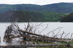 湖畔枯木 山水间的静谧景象