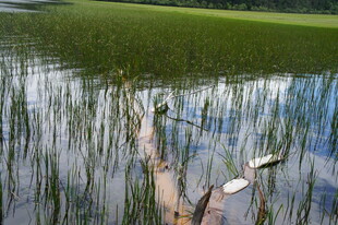 湖畔浅滩处的枯木与水草