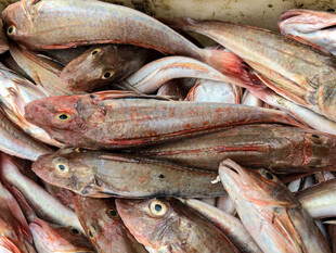 一堆鲜美的海鱼