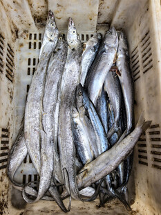 新鲜海鱼装于塑料筐中