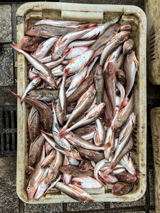 装满鲜鱼的塑料箱