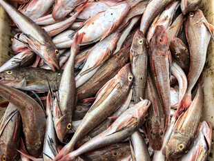 新鲜海鱼堆叠展示