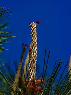 松枝上的新生松果
