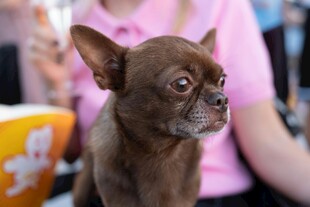 可爱吉娃娃小狗特写