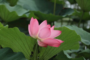 娇艳荷花绽放于绿叶间