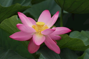 娇艳绽放的粉色荷花