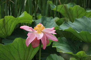 娇艳荷花绽放于绿叶间