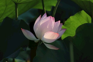 粉荷绽放于绿叶间