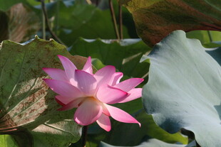 娇艳盛开的粉色荷花