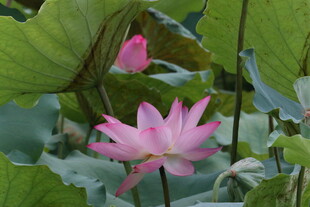 粉色荷花绽放于绿叶间