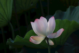 绽放的粉色荷花