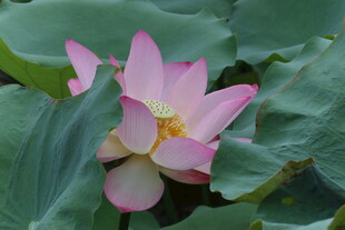 绽放的粉色荷花