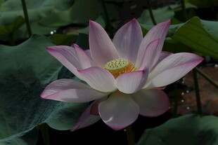 娇艳盛开的粉色荷花