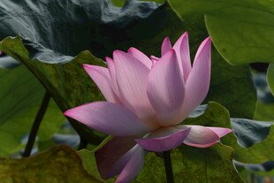 娇艳盛开的粉色荷花