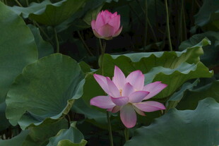 粉色荷花